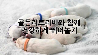 골든리트리버와 함께 건강하게 뛰어놀기!